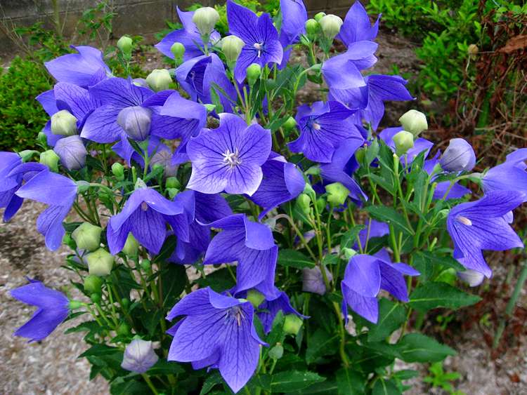 桔梗种子蓝色 包袱花籽药材种子 春播阳台种植盆栽铃铛花种子