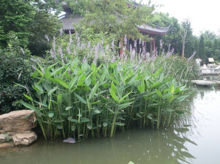 再力花种子竹芋莲蕉塔利亚多年生挺本生植物种子