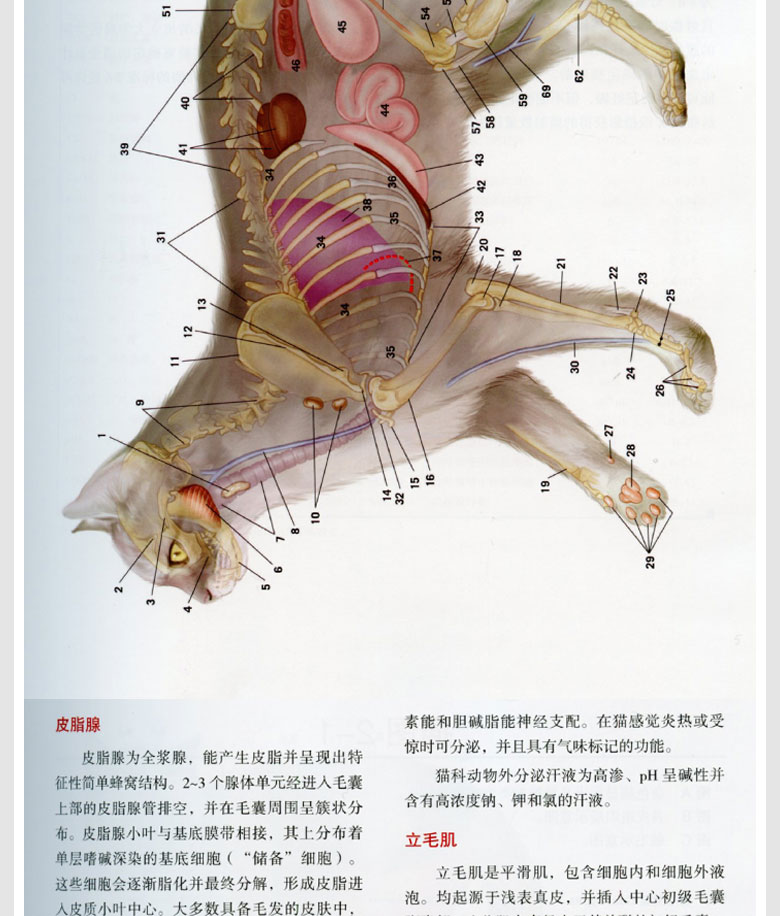 惠典正版猫解剖生理猫解剖学书籍猫的解剖构造猫解剖彩色图谱动物解剖