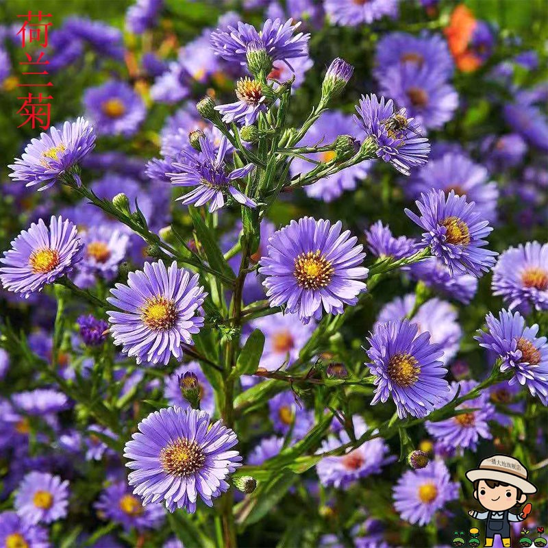 愿大家在家不乱出门开花季节:秋季播种时间:秋季植物品种:栀子花播种