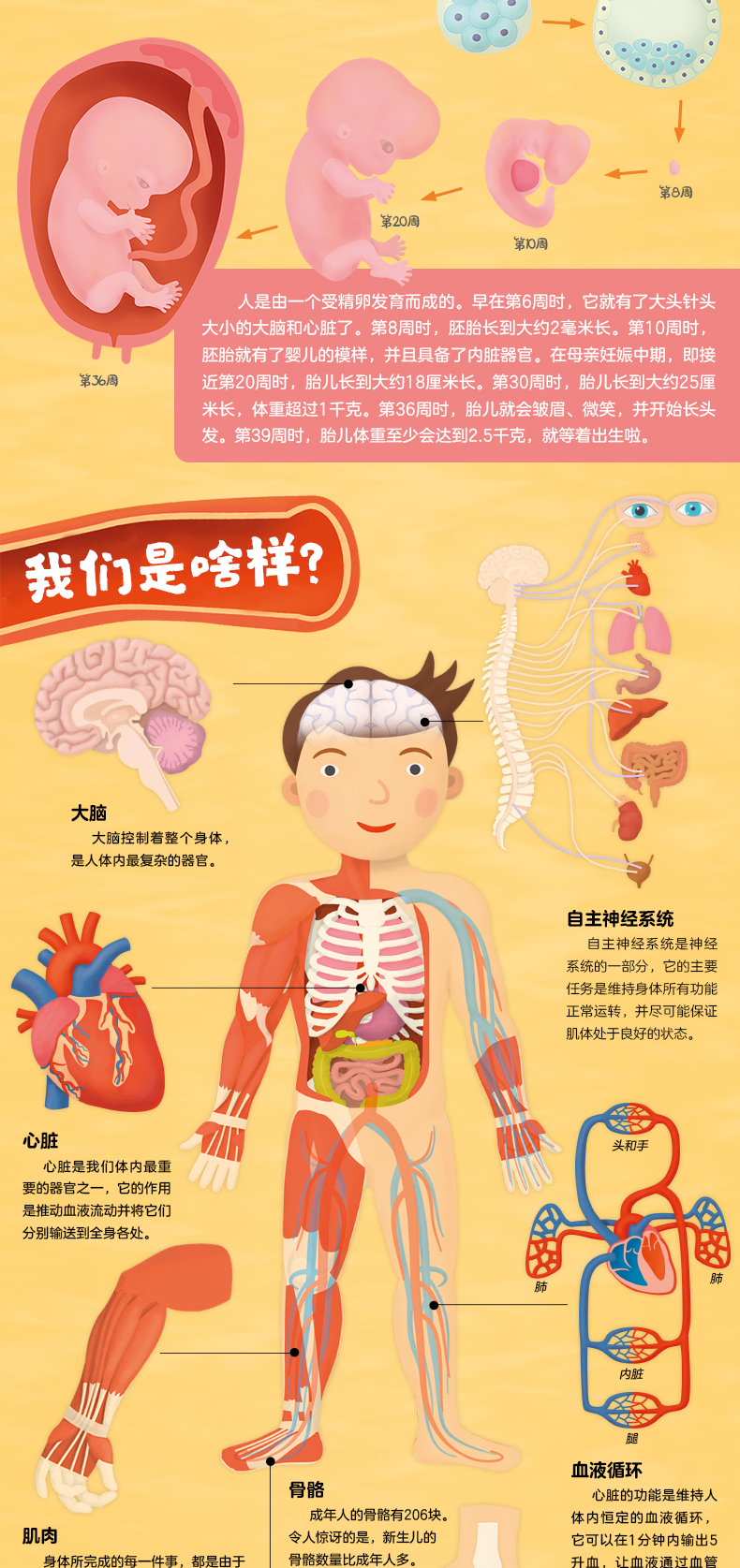 我们的身体3d立体书 儿童绘本3-6岁身体认知小学生孩子的生理启蒙教育