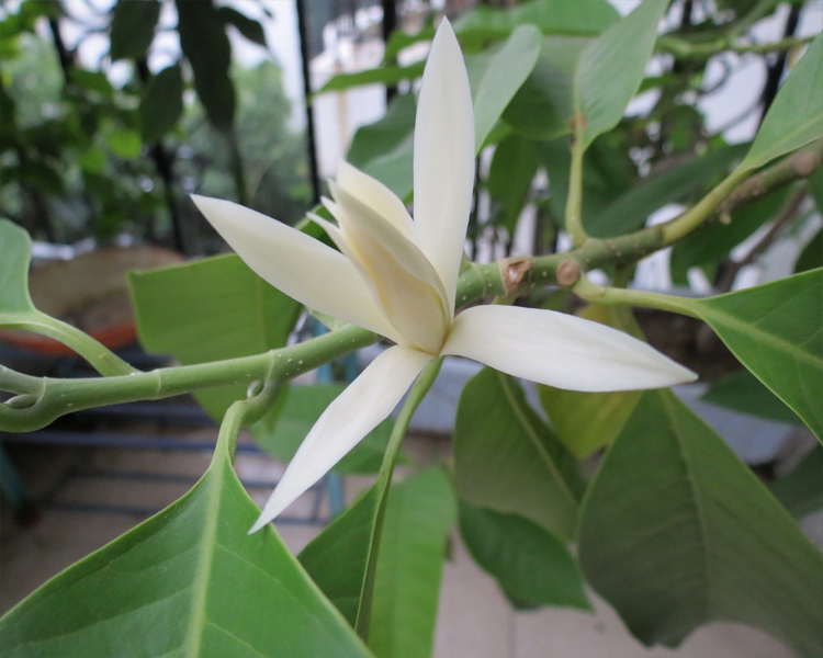 子暄 花卉绿植白兰花苗香味 盆栽花卉 浓香