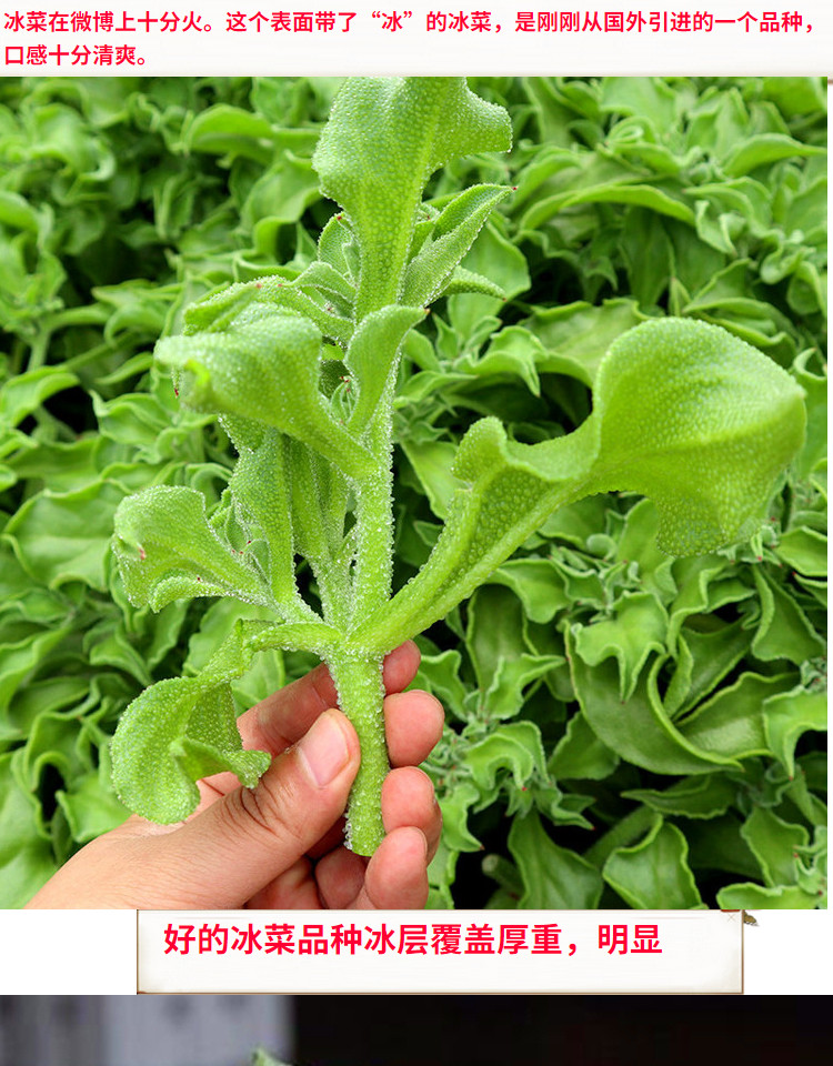 碧居园 冰菜种子非洲冰菜种子 冰晶菜种籽 特色蔬菜 阳台庭院大面积