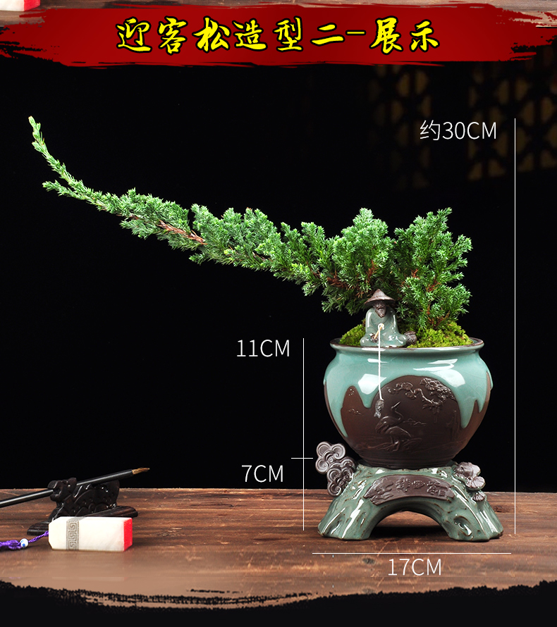 新西兰珍珠柏盆景好养柏树地柏造型绿色易养植物室内松柏四季常青