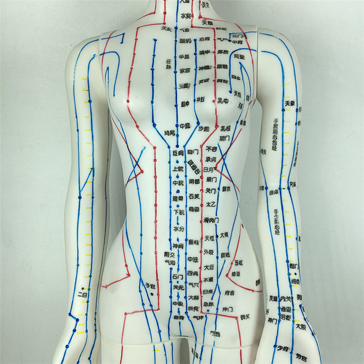 高清刻字铜色针灸人体穴位50cm男模型经络通中医美术教学男女小人