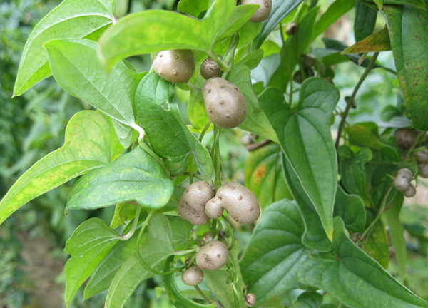 鲜滋味山药豆5斤新鲜怀山药蛋淮山药铁棍新鲜蔬菜s