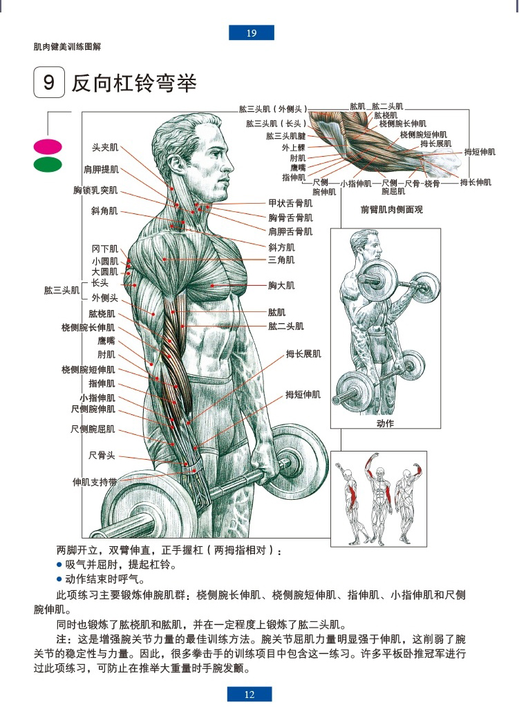 肌肉健美训练图解