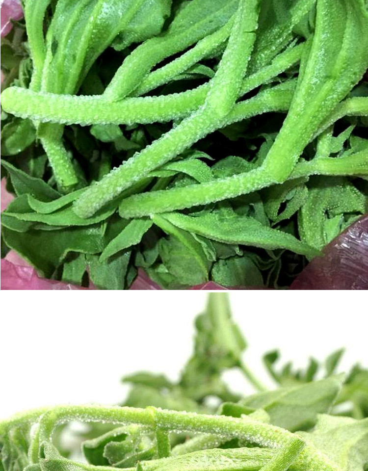 碧居园 冰菜种子非洲冰菜种子 冰晶菜种籽 特色蔬菜 阳台庭院大面积
