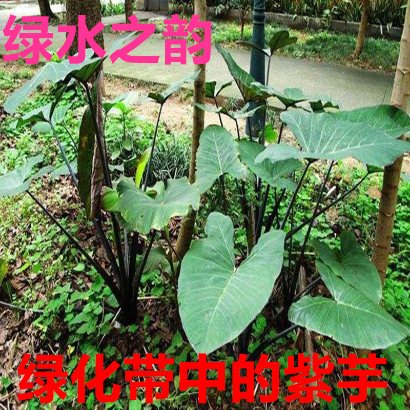 挺水植物紫芋水生植物水芋苗污水处理植物根系发达净化水质绿梗芋