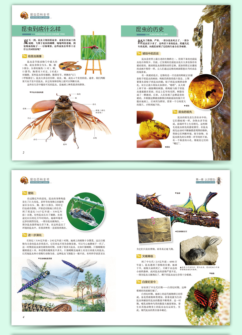 超级新品 昆虫百科全书 神奇的自然科普绘本 6-10-12岁昆虫书大百科