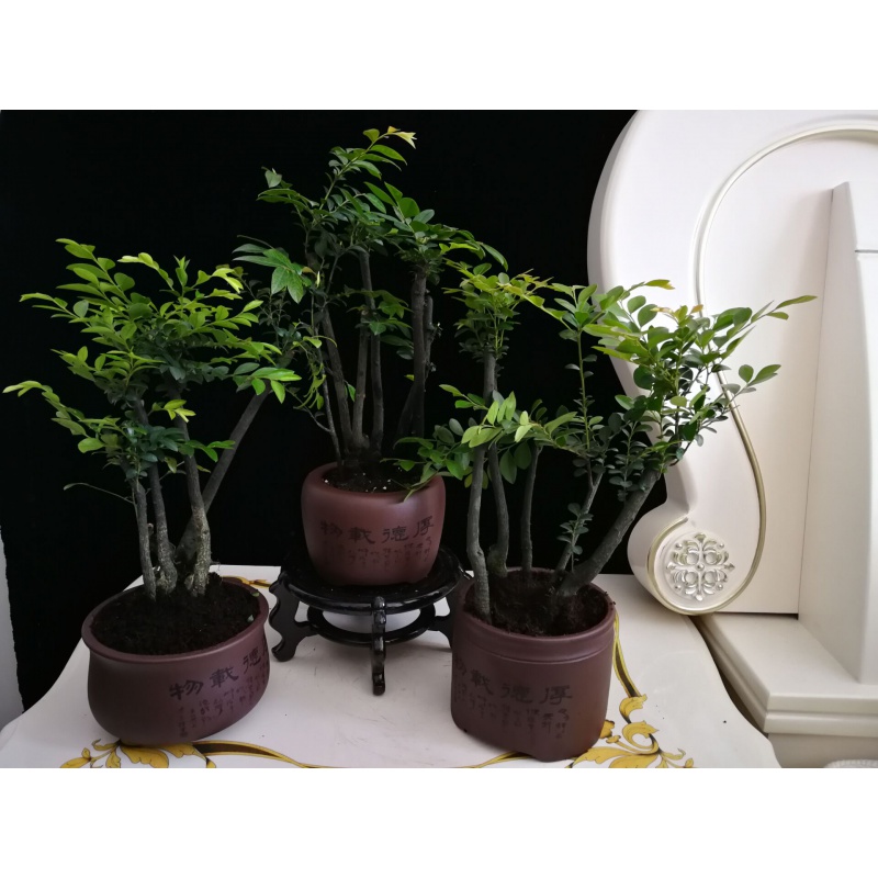 小叶紫檀盆景树桩植物花卉盆栽办公室内绿植黑骨茶苗镇宅避邪耐寒