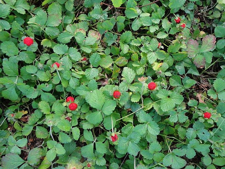 野草莓苗蛇莓苗蛇泡草药草苗南北方种植当年结果草莓苗绿化植被