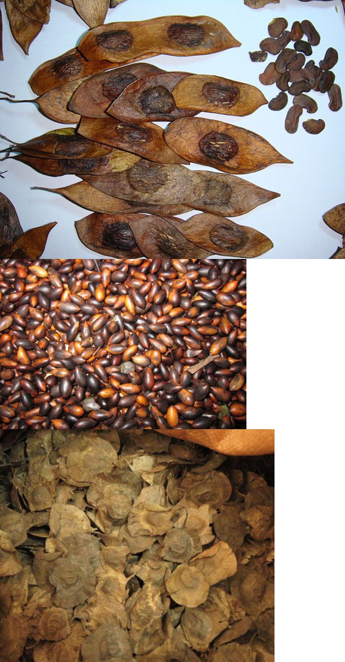 超级新品 正宗海南花梨种子 印度小叶紫檀种子 金丝楠木树种子 菩提
