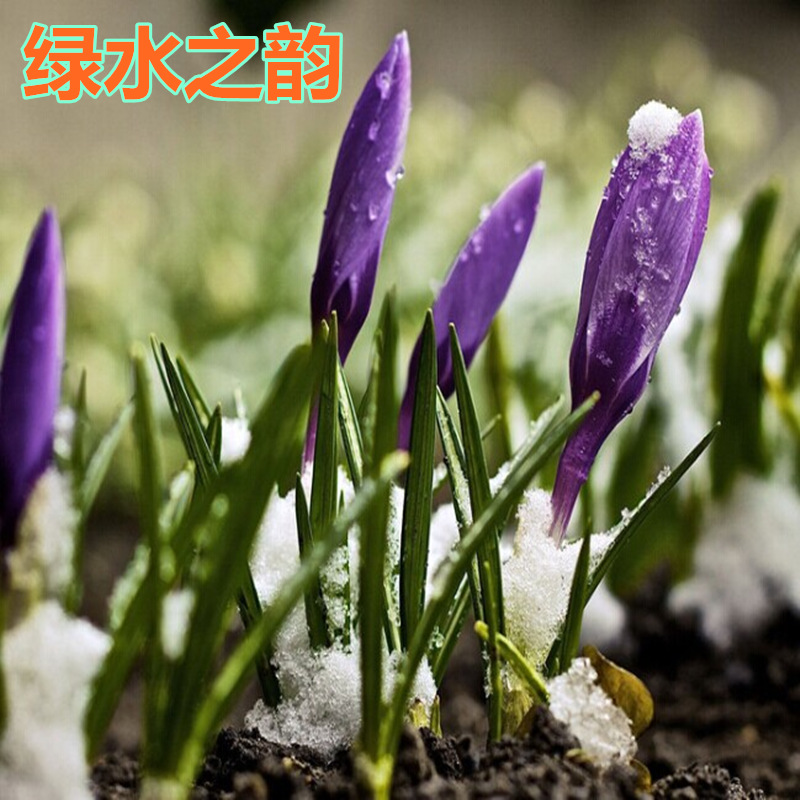 马蔺花苗马莲马兰花苗马韭水生植物旱菖蒲苗耐盐碱植物