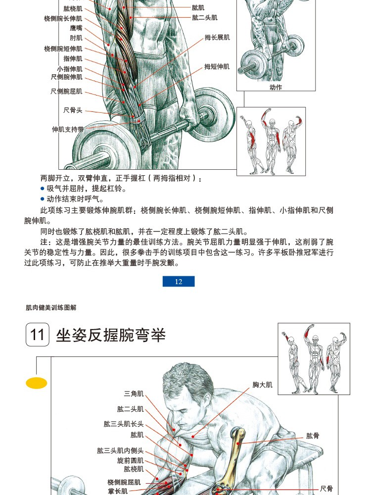 肌肉健美训练图解德拉威尔肌肉图解肌肉塑造全书精准拉伸训练健身教练