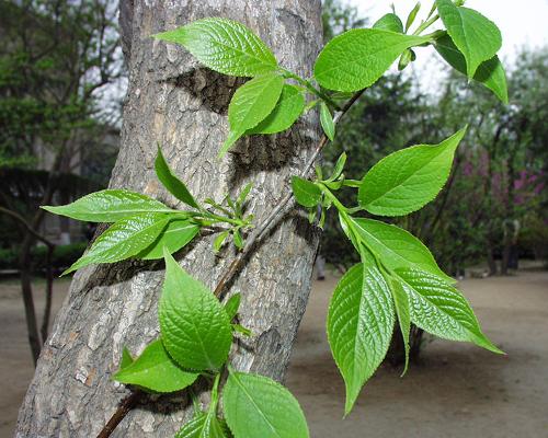 子暄今年新杜仲种子金植物丝棉皮棉树皮胶树药材树