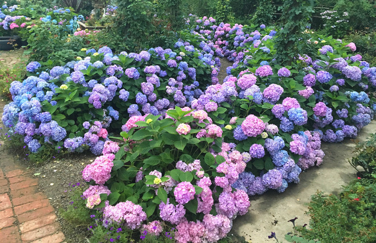 阳台耐盆栽花卉植物绣球花无尽夏室内绿植蓝色八仙花苗