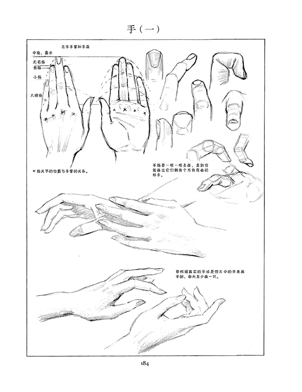 4本 路米斯经典美术课-人体素描 头手素描 素描基础 创意插画 西方