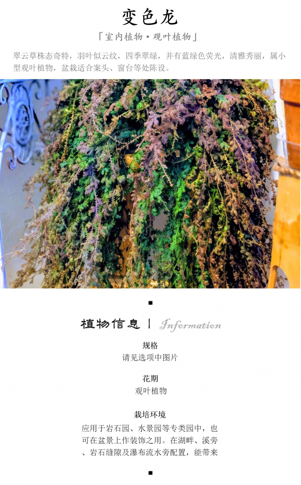 翠云草盆栽 变色龙吊兰绿植室内阳台垂吊植物 会变色吊兰植物盆栽