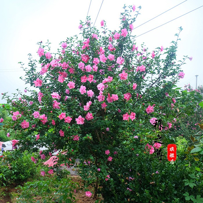 重瓣木槿花苗 木槿树庭院木本植物 夏秋季开花花卉绿化苗木开花多长