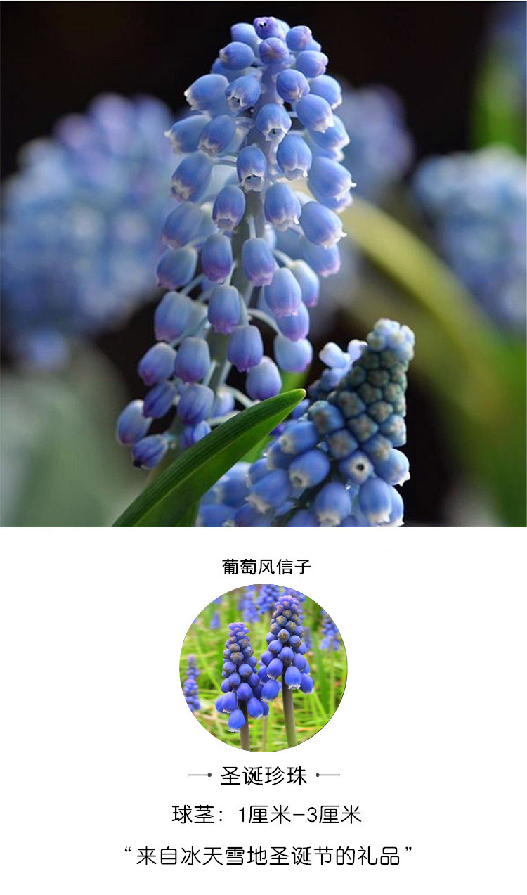 种球土培植物盆栽花卉种花大球风信子水仙百合苗 粉色日出 葡萄风信子