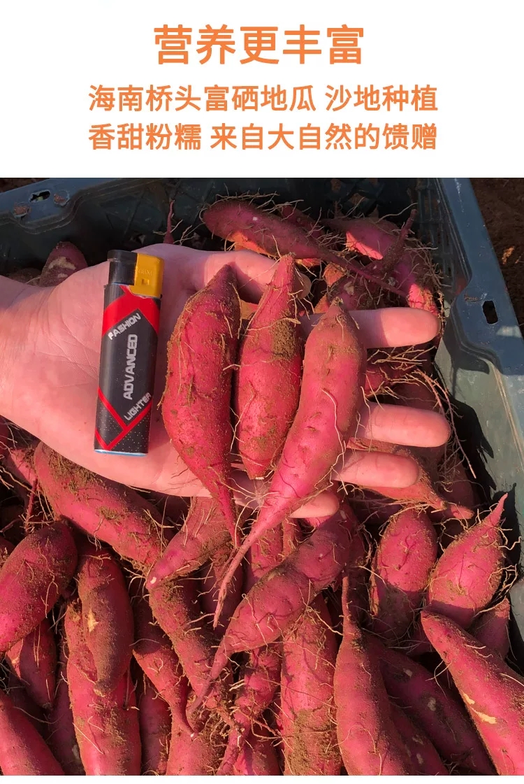 海南澄迈沙地桥头地瓜3斤5斤9斤新鲜沙地红薯山芋番薯蔬菜