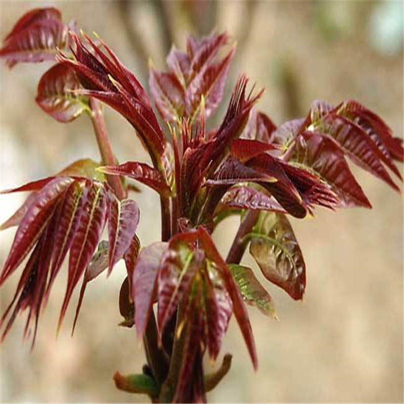 香椿种子香椿芽苗菜种子红油香椿树种子香椿苗种子546100克