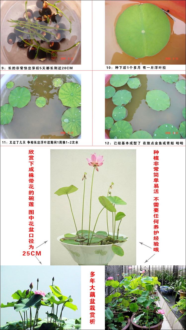 子喧四季播种碗莲种子已开口30粒水培植物睡莲水生荷花盆栽绿植花卉