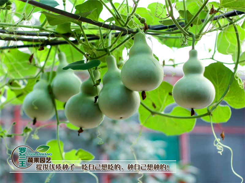 子喧葫芦种子手捻葫芦圆葫芦小葫芦种籽文玩葫芦家庭盆栽瓜果蔬菜种子
