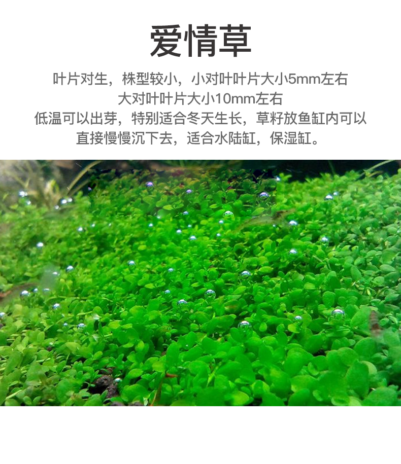 水草种子鱼缸造景草籽小对叶牛毛草缸水草泥种植草坪幸运草爱情草小牛