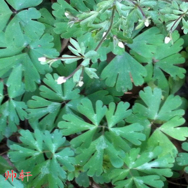 北园湖 药材种子 猫爪草种子 猫爪草种籽