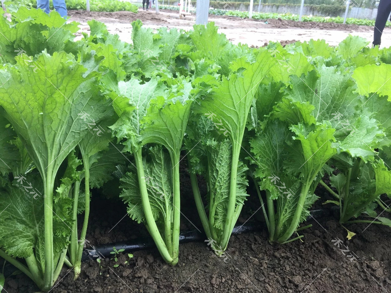 叶用芥菜种子小青菜种籽芥菜种孑秋季海青菜耐热梅干菜饺子馅沙拉