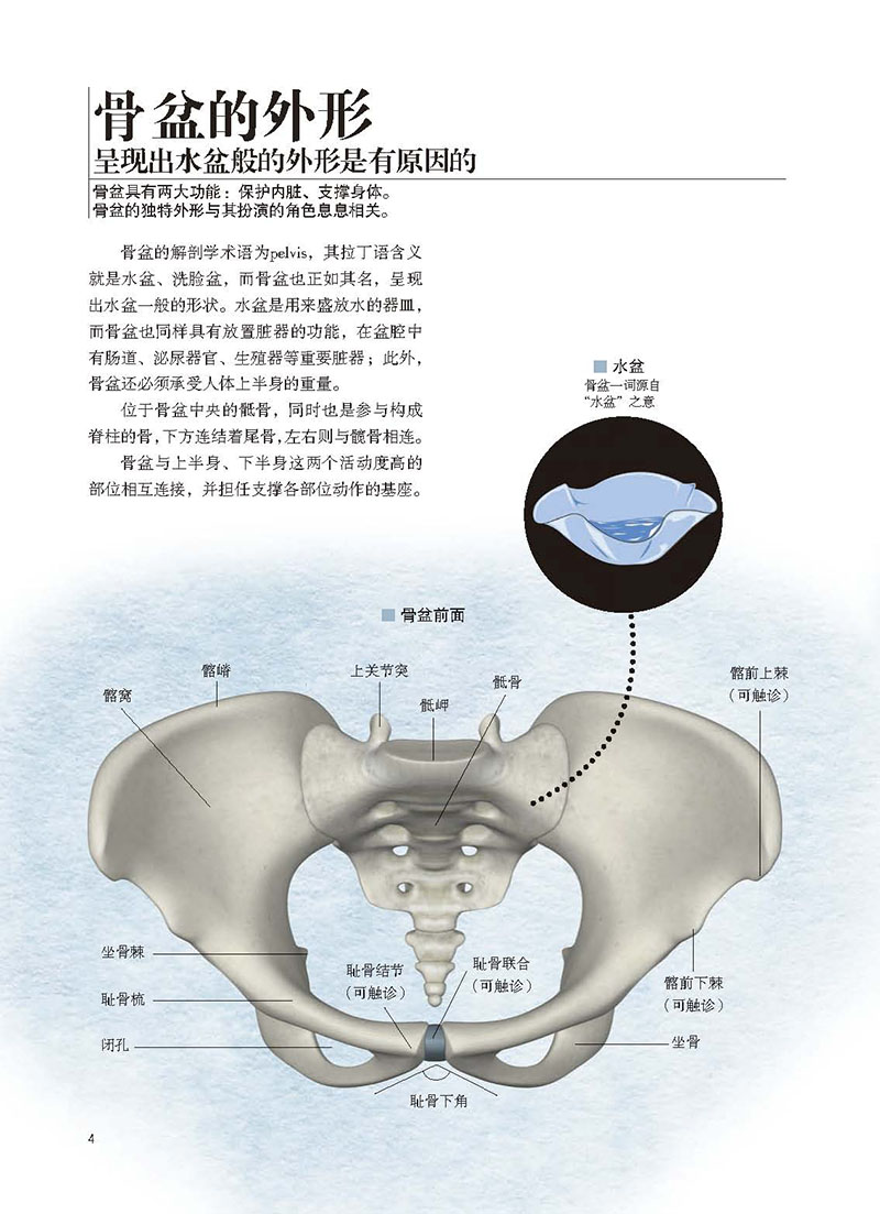 《【友一个】 骨盆解剖及功能训练图解 北京科学技术.