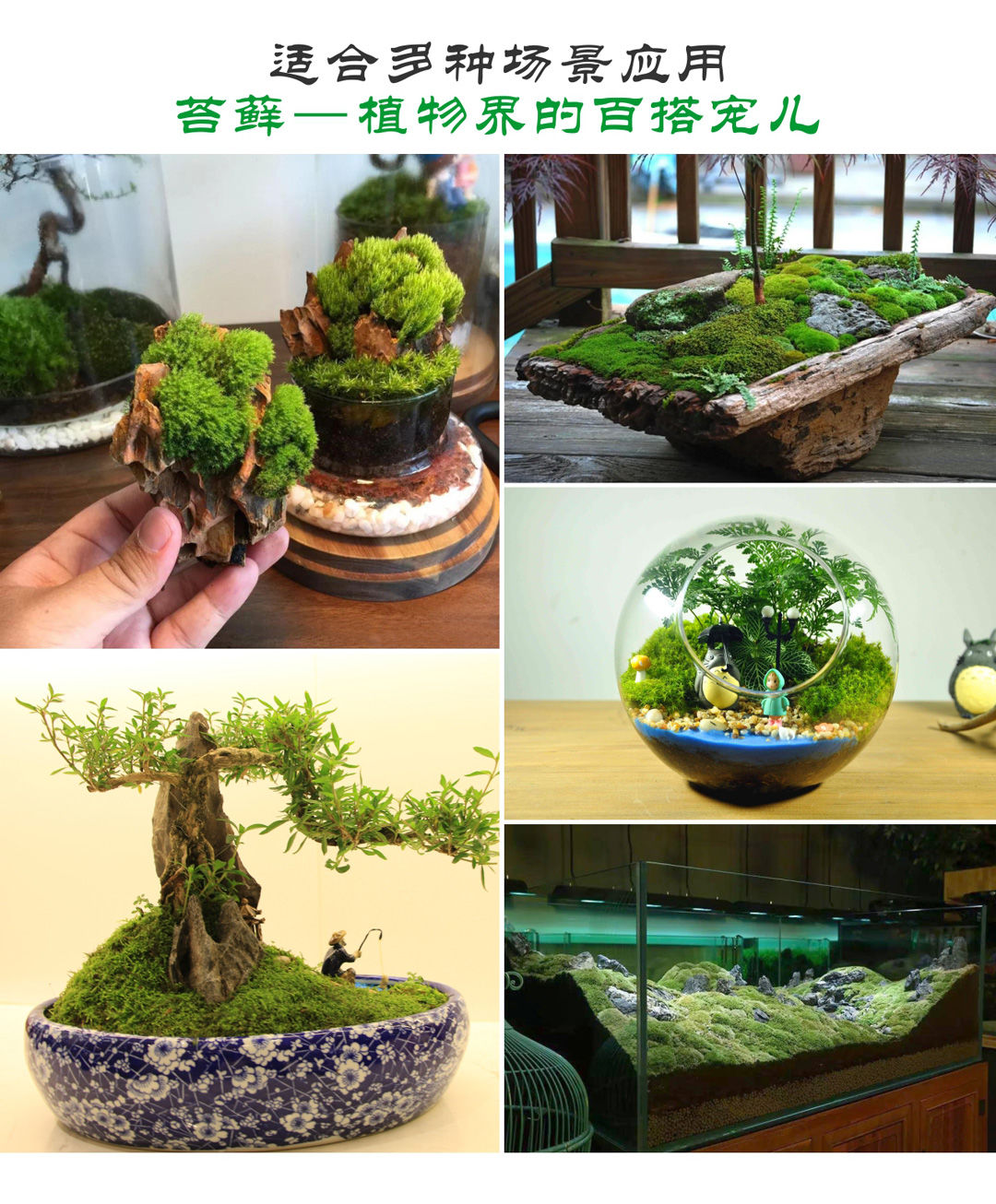苔藓微景观青苔盆景装饰造景植物铺面鲜活假山水陆缸diy室内绿植 大灰