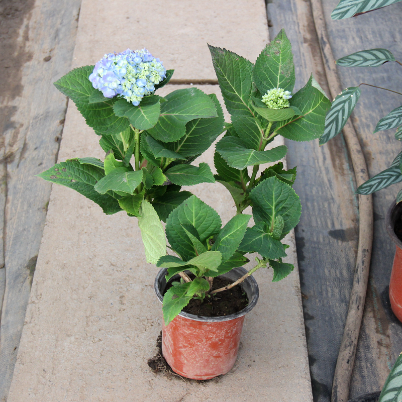 阳台耐盆栽花卉植物绣球花无尽夏室内绿植蓝色八仙花苗