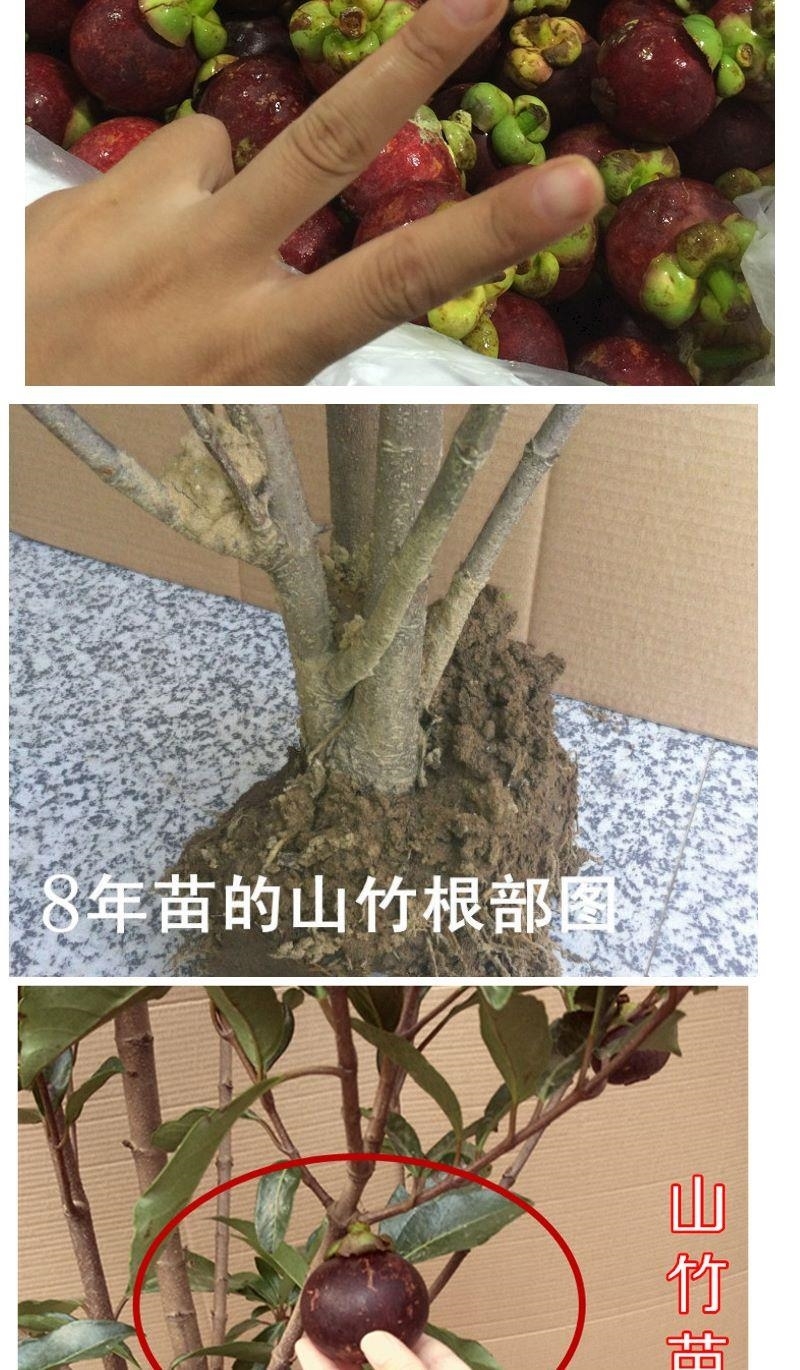 (泰国无籽山竹苗)山竹树苗当年结果南方北方包结果 1年苗限购一颗