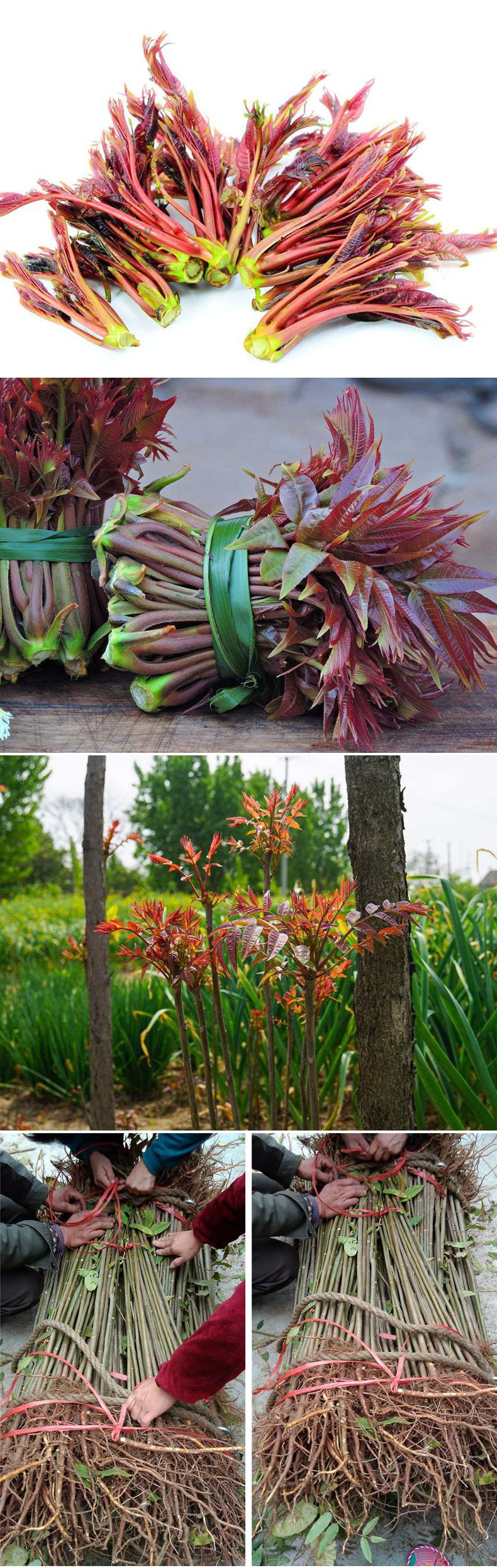 红油香椿苗 绿油椿树苗 盆栽食用香椿树南方北方种植树地栽香椿树