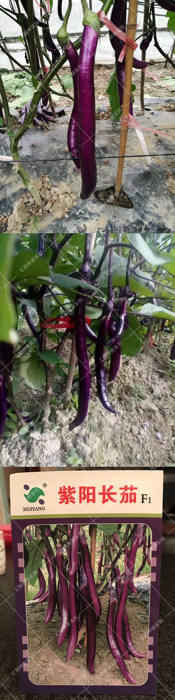 长茄种子黑紫色细长线茄子高产杭茄抗病春秋季播蔬菜籽