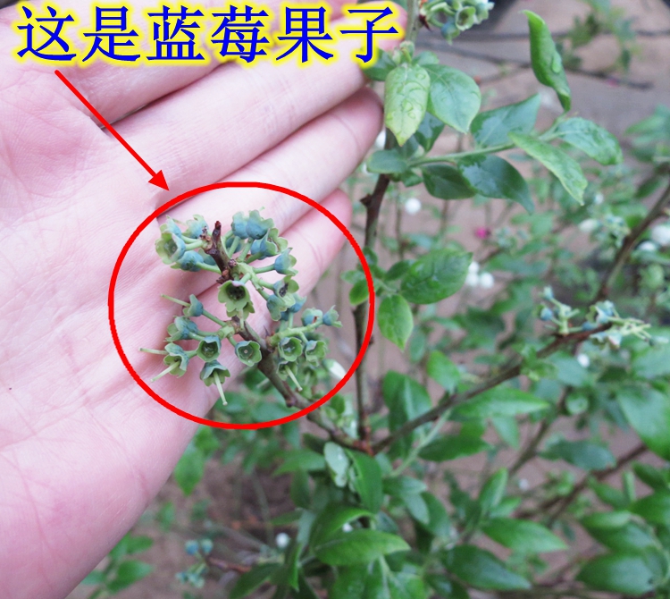 带花苞货蓝莓苗果树苗盆栽蓝莓树苗蓝莓树苗南北方种植当年结果