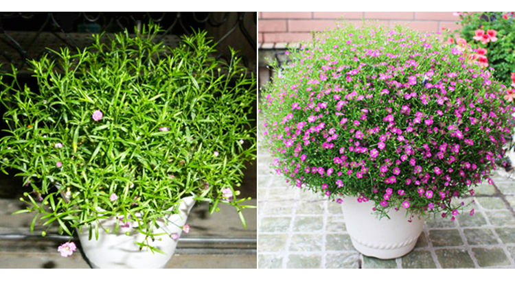 超级新品 北园湖 满天星花种子 盆栽植物花卉 四季播易种 室内花草阳