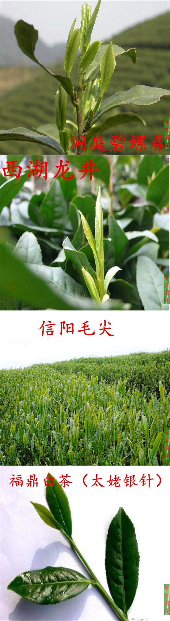 优友小叶苦丁茶树苗 苦丁茶苗 大叶苦丁茶树苗 茶叶树苗 正品无假货