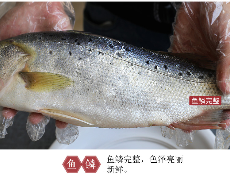 三座海 大鲈鱼 烟台渤海湾海鲈鱼 深海鱼生鲜鱼类海鲜