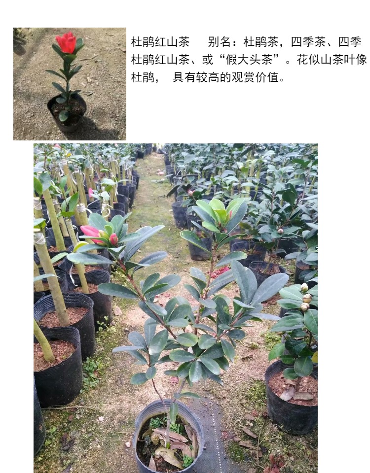 四季杜鹃红山茶小苗带苞室内庭院绿植花卉盆栽开花不断四季茶花苗绿色