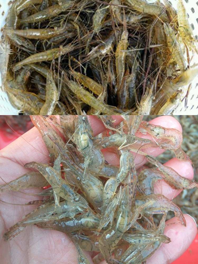 小河虾500g新鲜淡水青虾小虾醉虾清水河虾