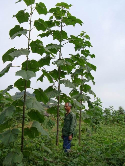 子喧泡桐种子白花泡桐大果泡桐空桐木水桐桐木树紫花树毛优质