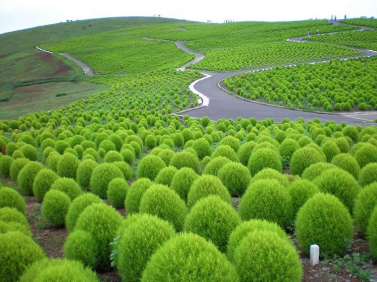 悦芳华花种籽子红地肤种子绿地肤花种