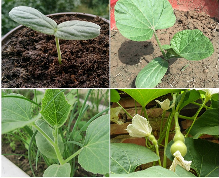 子喧宝葫芦种子四季播种春夏秋观赏小葫芦葫芦籽阳台大田蔬菜种子