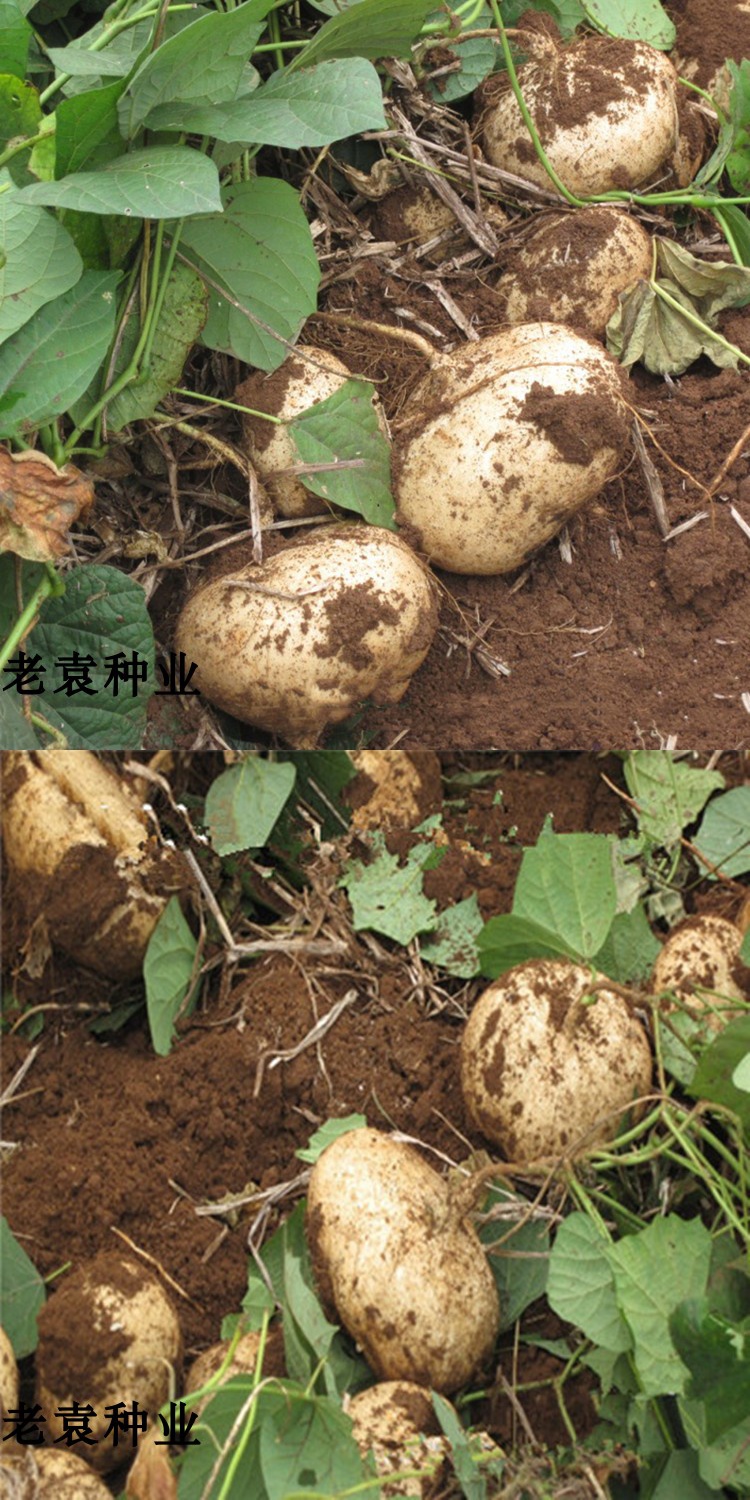优友早熟牧马山地瓜种子沙凉薯土瓜种籽阳台盆栽蔬菜种子四季播