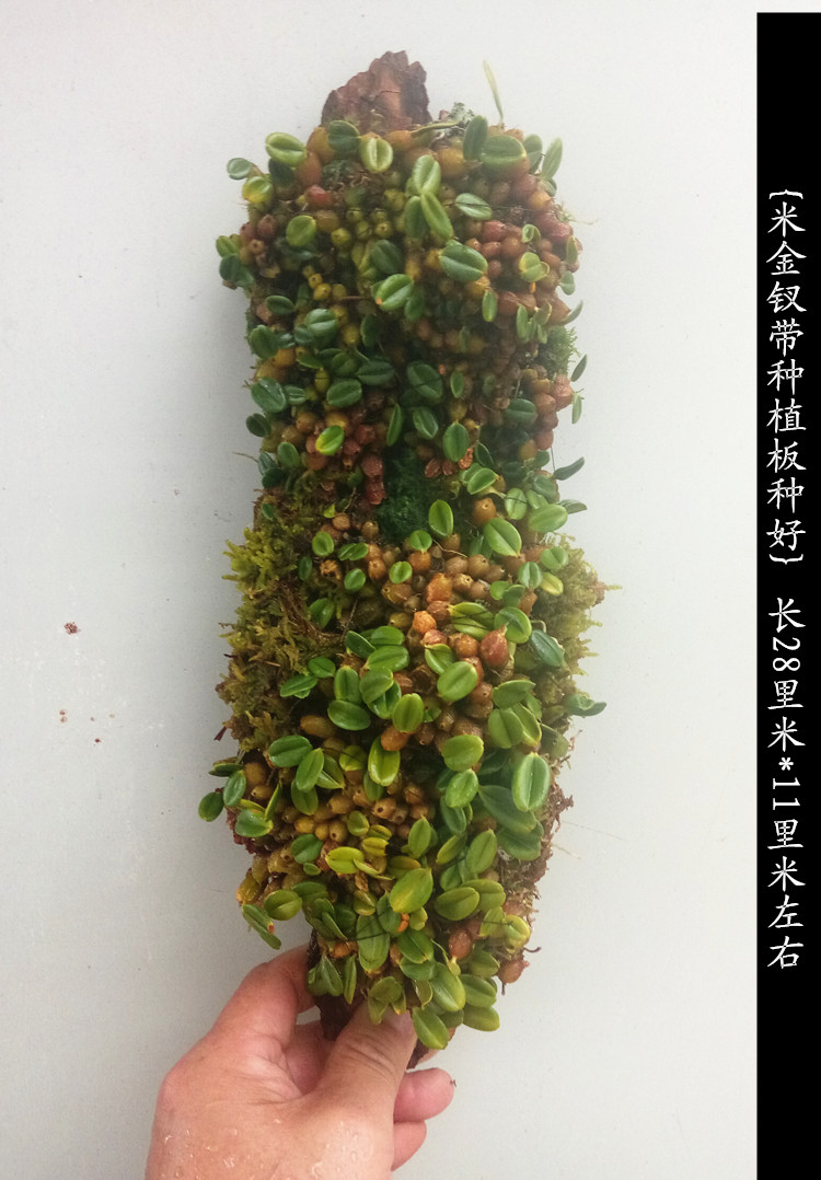 超级新品 米金钗石斛兰花苗水陆缸造景盆景水培绿植物花卉盆栽菖蒲