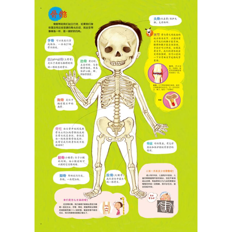 超级新品 我可爱的身体绘本 0-2-3-4-6周岁儿童性教育绘本两岁三岁